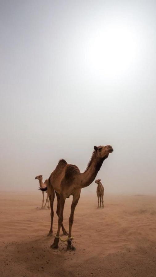 Wadirum Zeid Camp&Tours วาดิรัม ภายนอก รูปภาพ